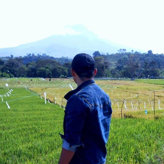 Petani di sawah dengan Gunung Sinabung di latar belakang