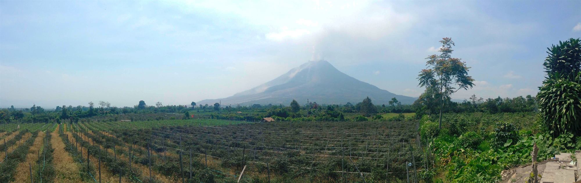 Ladang pertanian dengan Gunung Sinabung di kejauhan